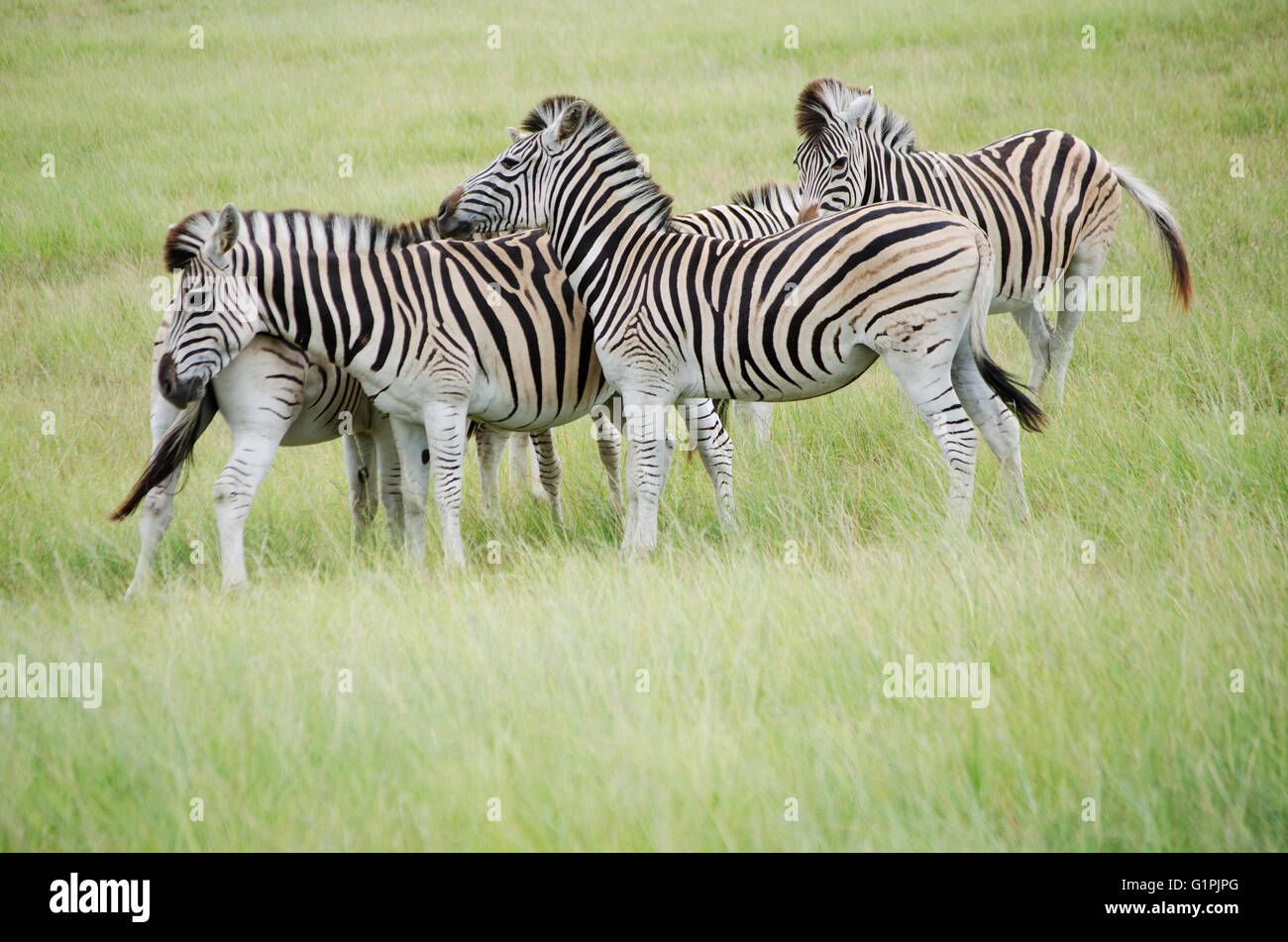 Sud Africa. Capo zebre di montagna in un gruppo huddle. Equus zebra zebra Foto Stock