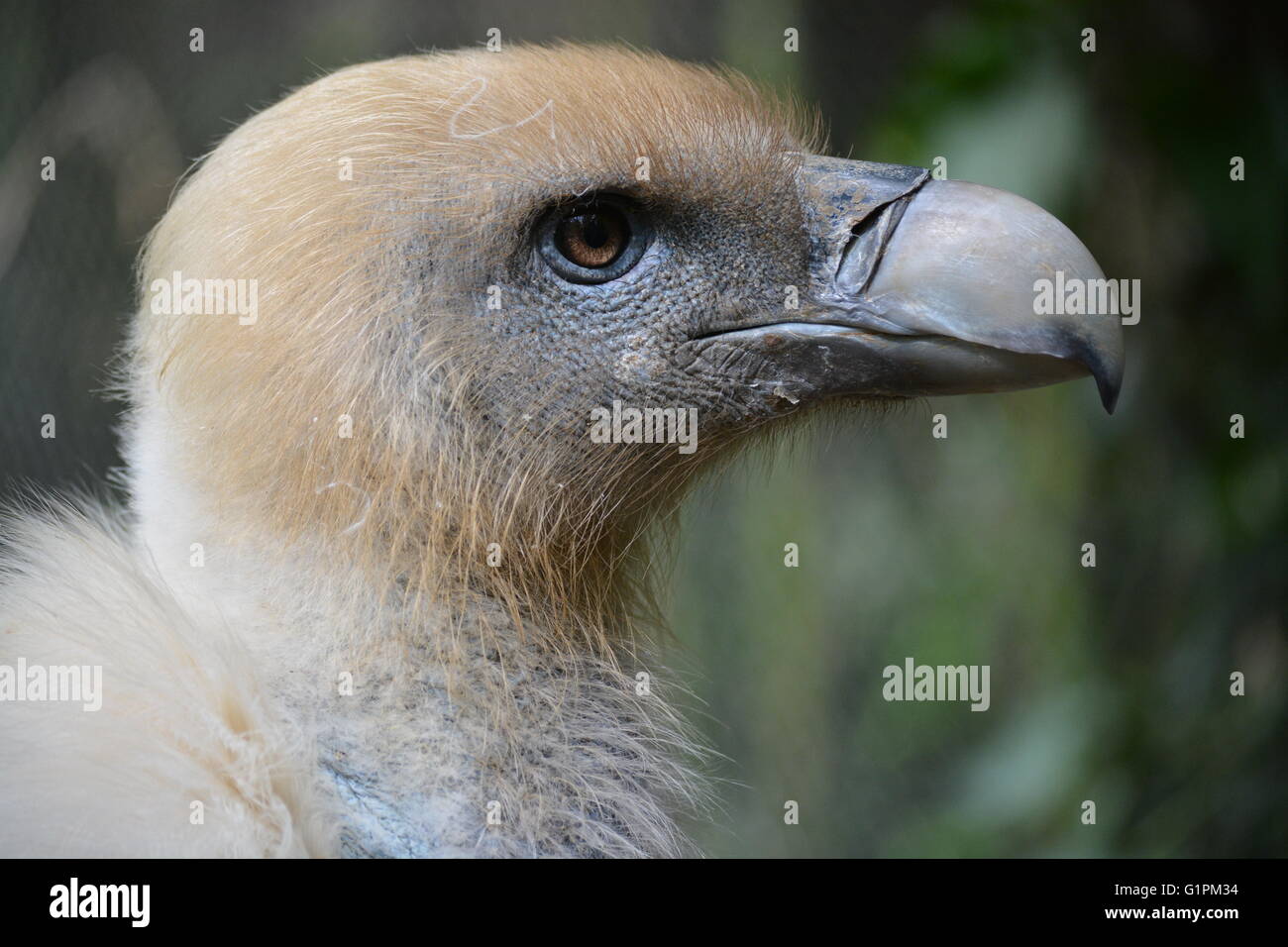 Colpo alla testa del giovane avvoltoio nero mostra fluffy baby giù e spesse Becco Affilato Foto Stock