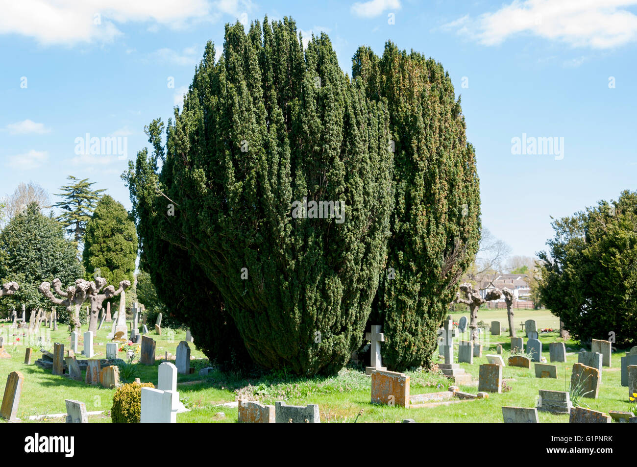 Unione Yew Tree (Taxus baccata) nella St Mary's sagrato, Church Road, Thame, Oxfordshire, England, Regno Unito Foto Stock