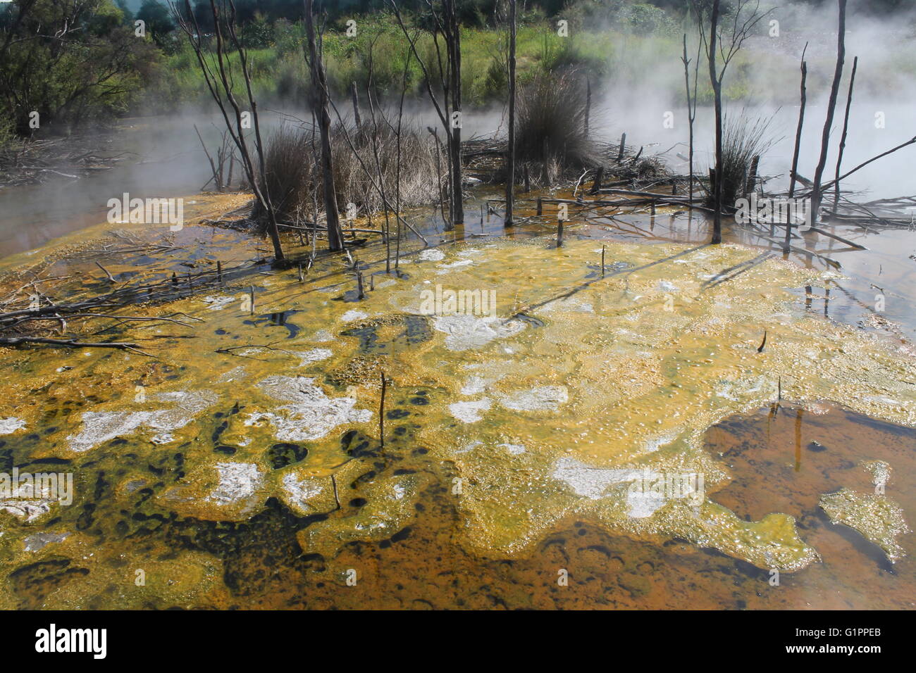 Resti di alberi coperti da una calda geotermica in primavera a Rotorua, Nuova Zelanda, nonostante l'acqua molto calda, alghe abbonda ancora Foto Stock