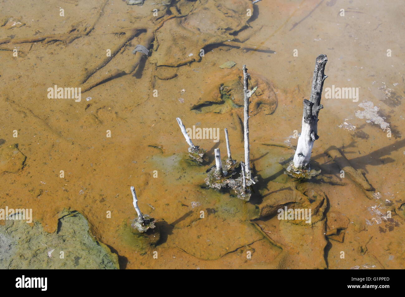 Scottate i rami in una calda piscina termale a Rotorua, Nuova Zelanda, il destino degli alberi quando una piscina di acqua calda forme Foto Stock