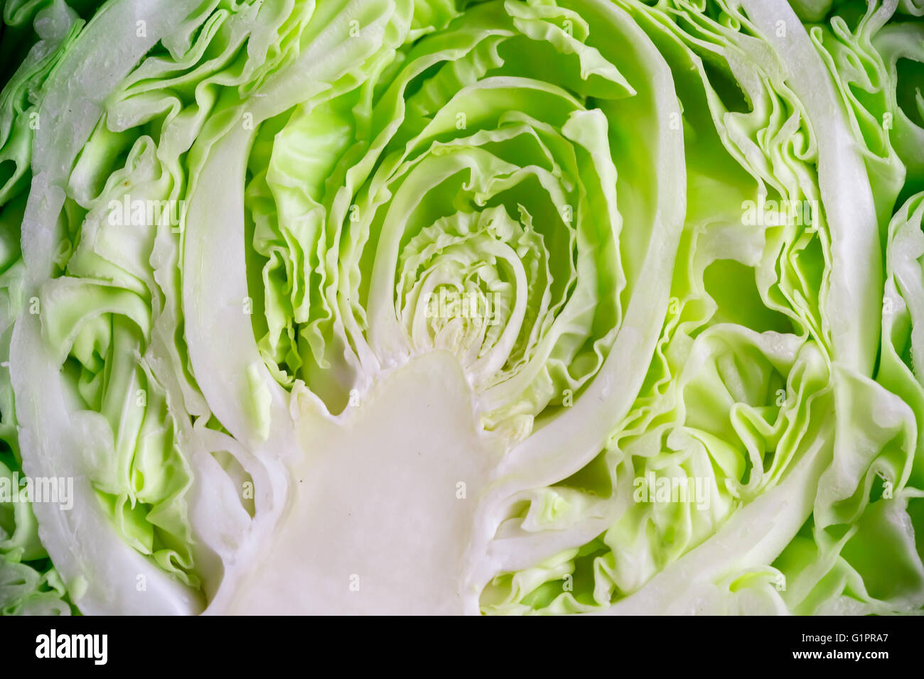 Giovani cavolo. per tagliare un giovane cavolo. cavolo verde. per cucinare cibo. verdure fresche per preparare l'insalata. la zuppa di cavolo dieta. b Foto Stock