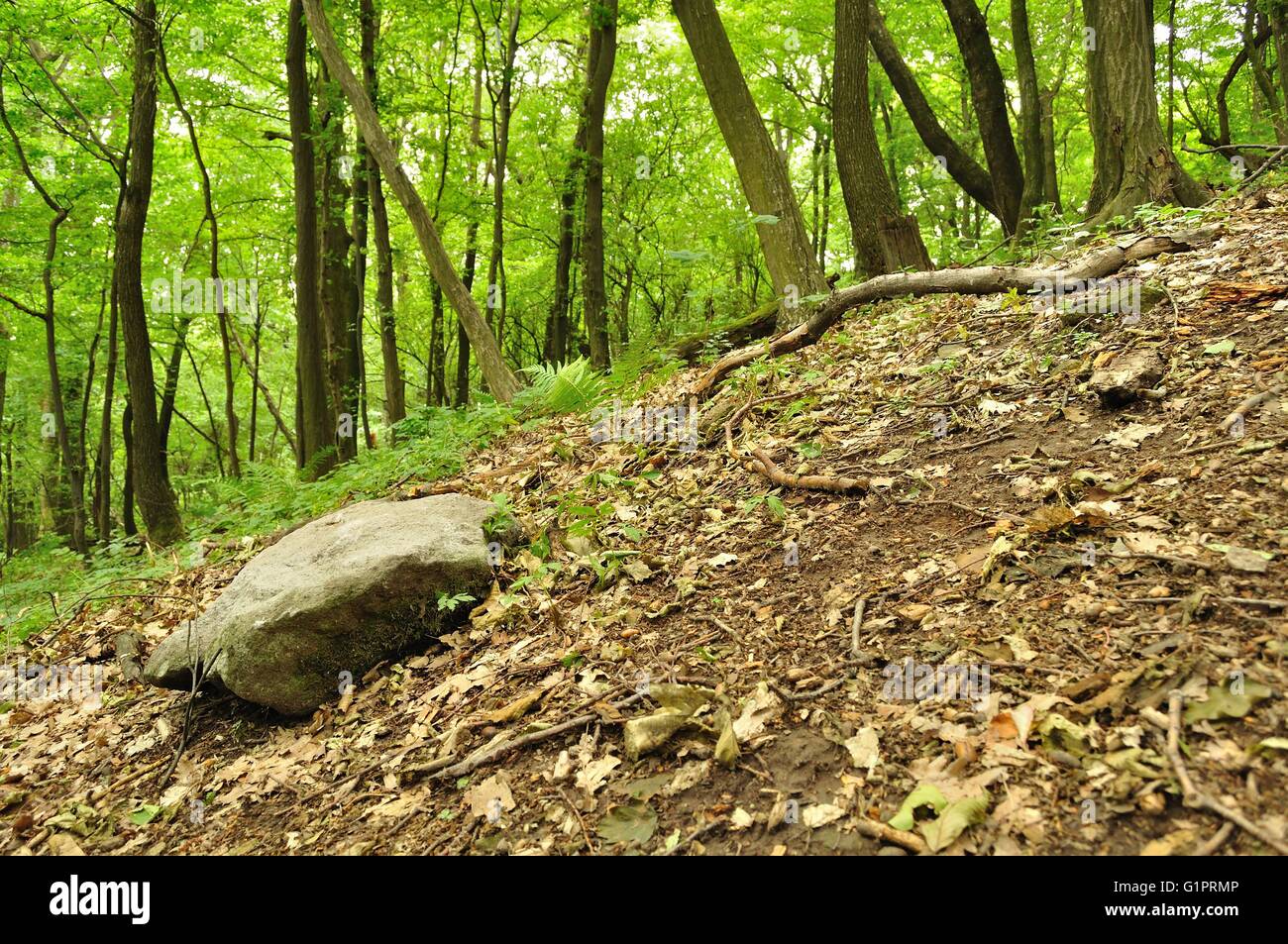 Foresta di primavera in scena con la grande pietra nell angolo in basso a sinistra Foto Stock