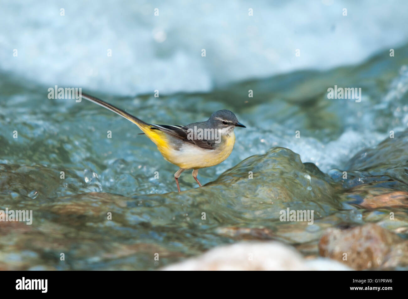Una femmina grigio wagtail (Motacilla cinerea) in cerca di cibo in un torrente Foto Stock