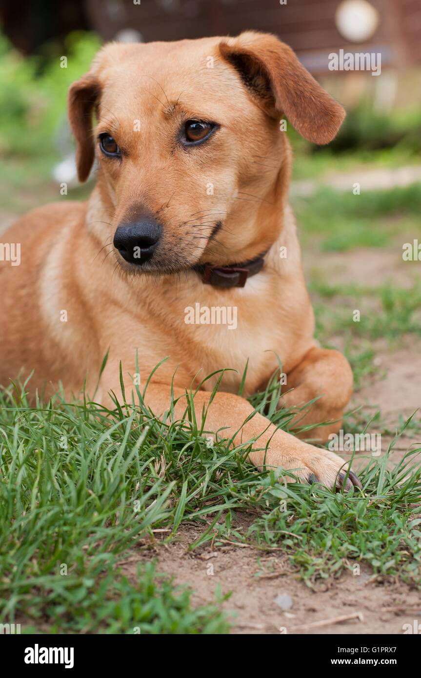 Simpatico cane marrone giacente a terra Foto Stock
