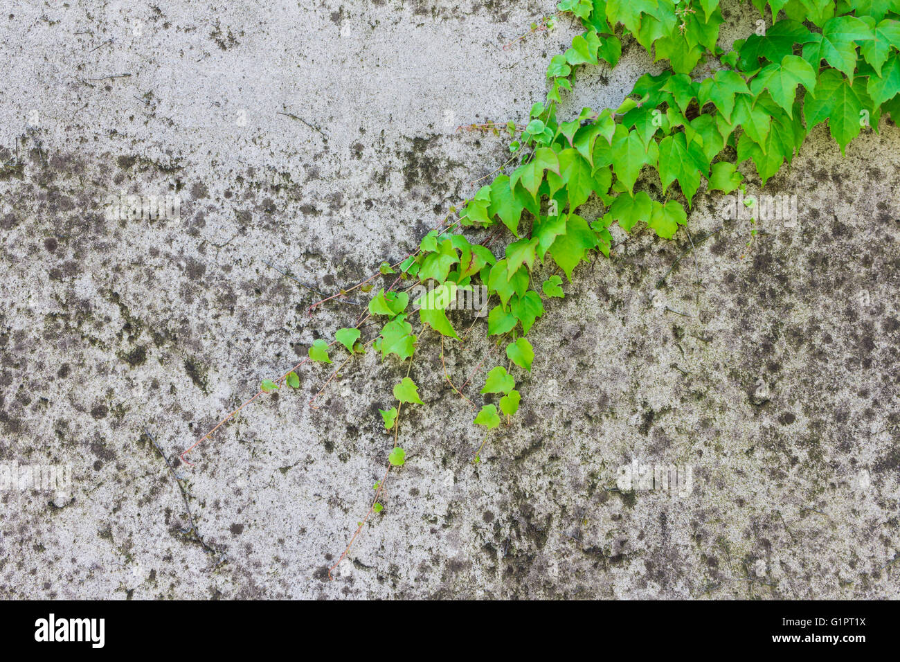 Calcestruzzo di cemento parete crack la texture e la foglia verde edera Foto Stock