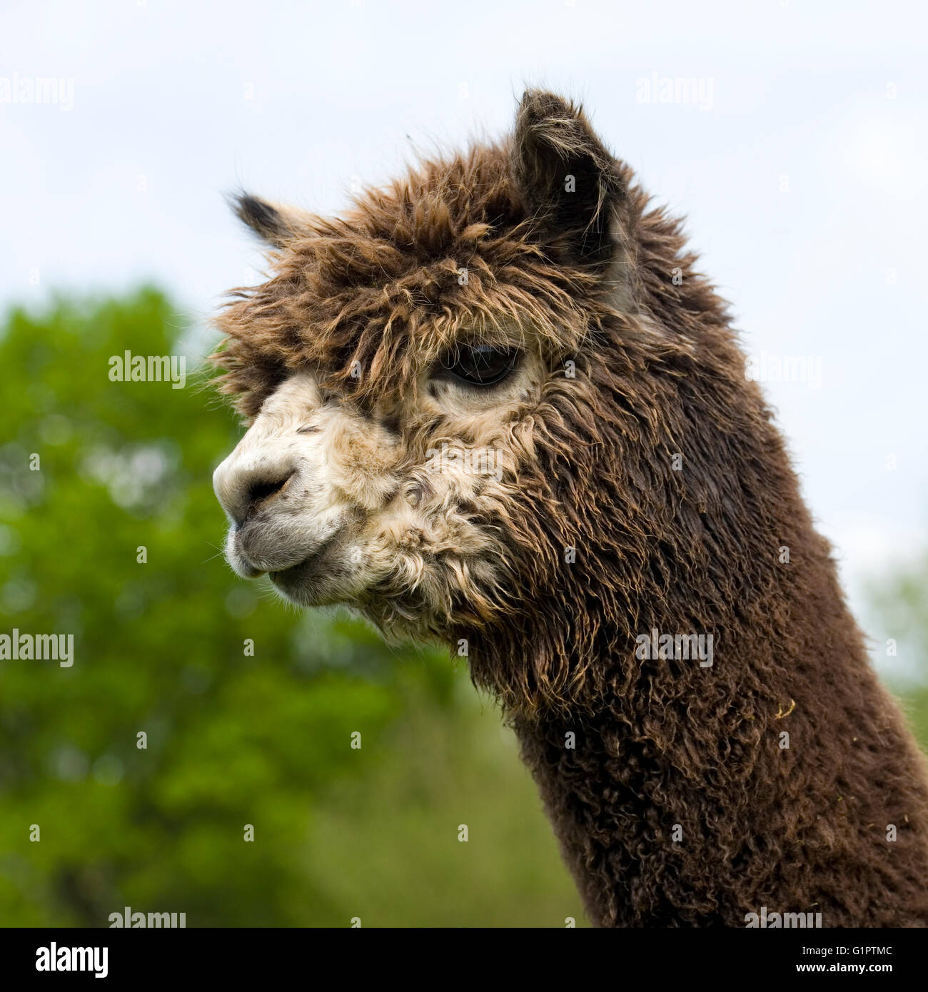 Grigio testa di alpaca Foto Stock