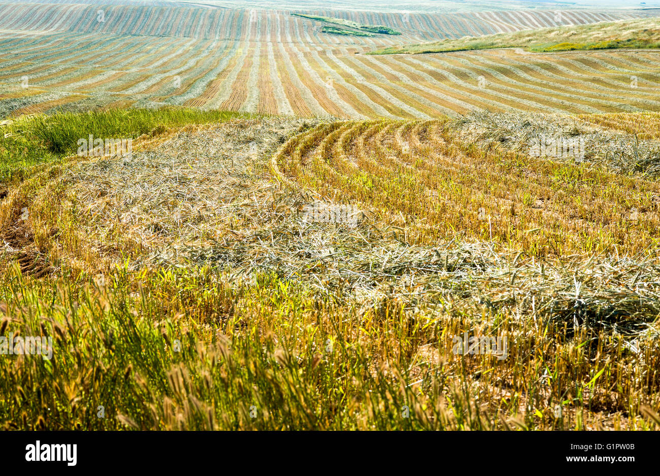 Agricoltura nel deserto. Raccolte campo di grano nel deserto del Negev, Israele Foto Stock