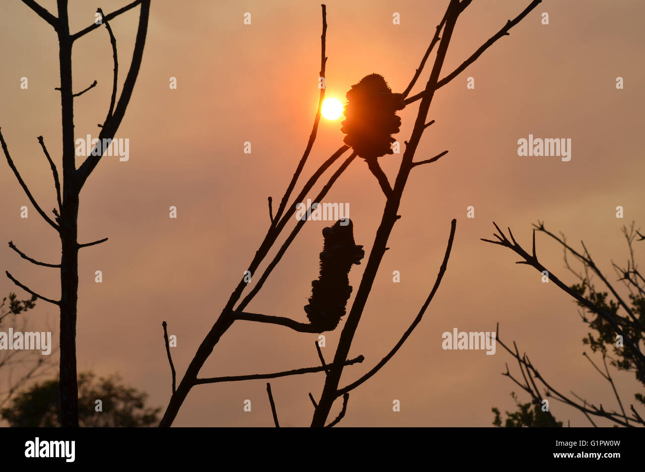 Sun incandescente attraverso fumo bushfire con silhouette di una Banksia sfrondato tree, Royal National Park, Sydney, NSW, Australia Foto Stock