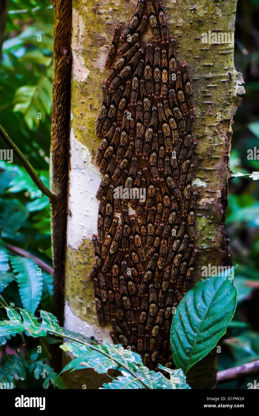 Una massa di larve sul tronco di un albero nella foresta pluviale amazzonica di Columbia Foto Stock