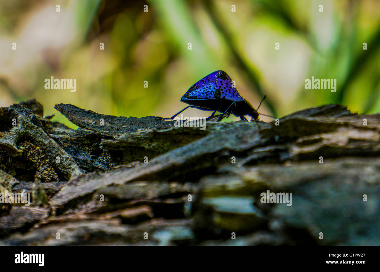 Beetle nella foresta pluviale colombiana Foto Stock