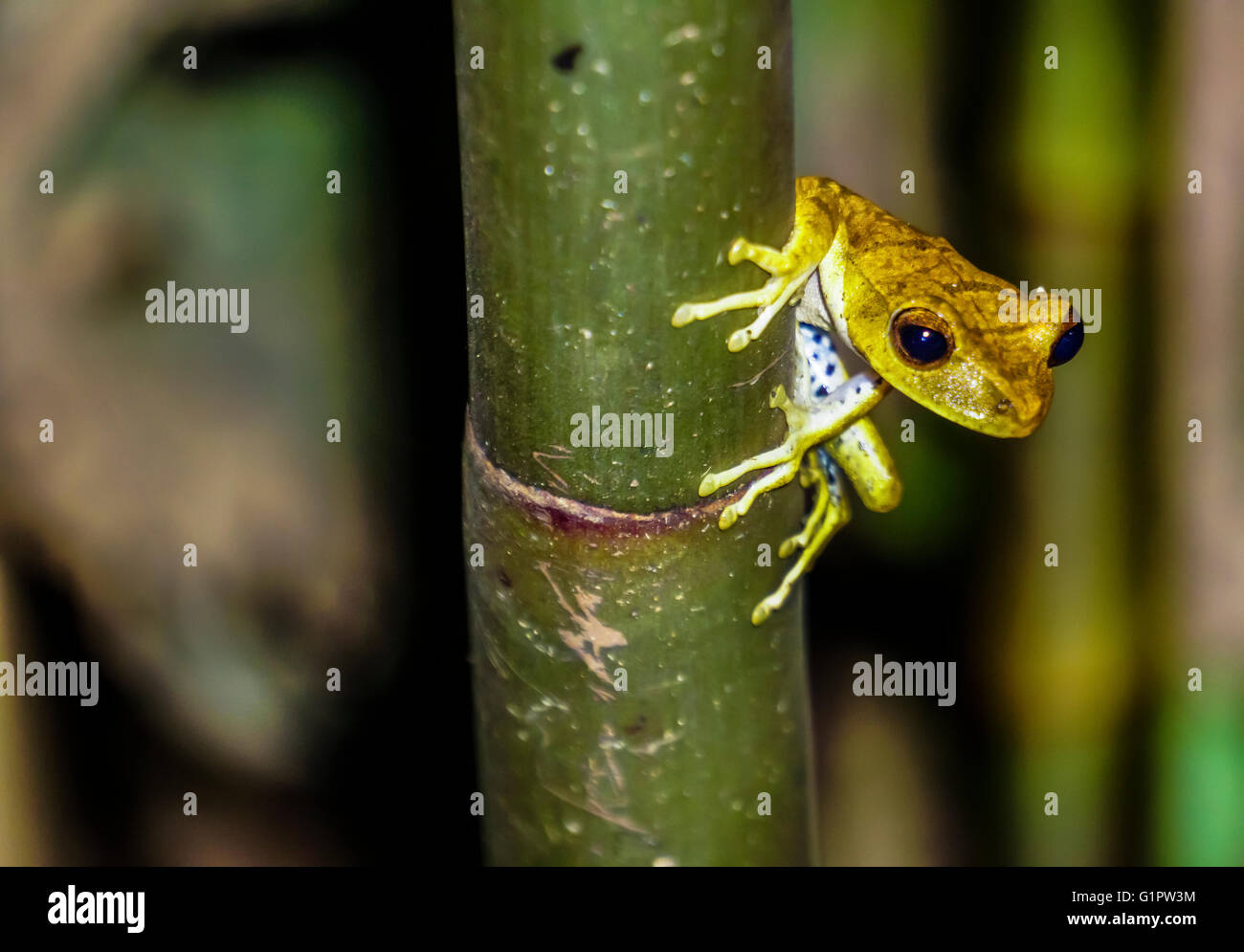 Poison dart frog (noto anche come dart-poison frog, veleno rana o precedentemente noto come veleno rana freccia) fotografato in Amazzonia Foto Stock