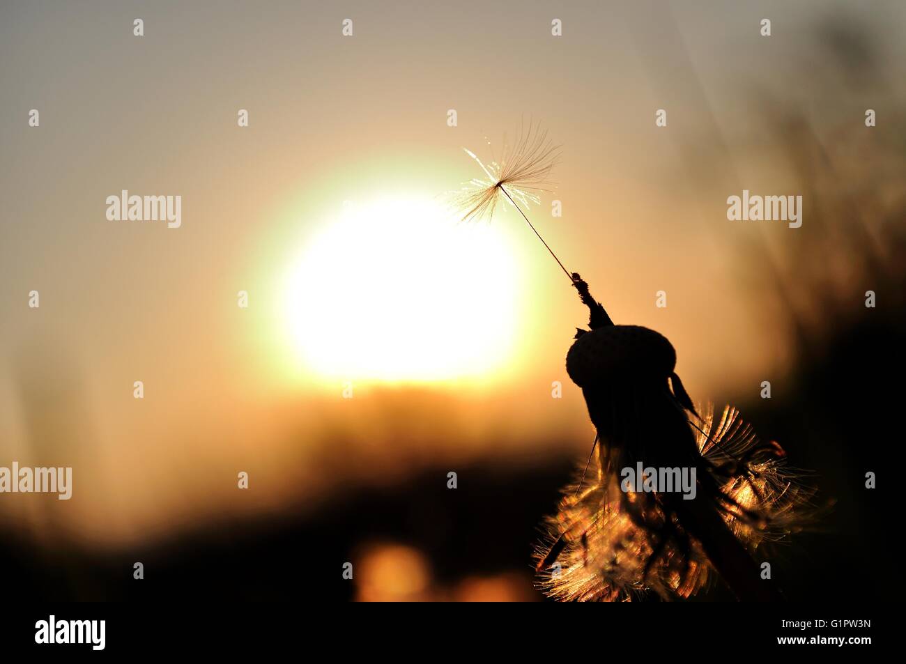 Tarassaco silhouette al tramonto con ultimo seme. Spazio nel lato sinistro Foto Stock