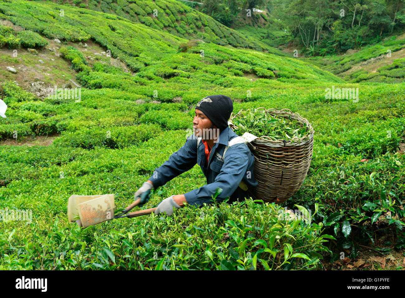 Raccolto di tè, Sungai Palas, Boh Tea Break, Cameron Highlands, Malaysia Foto Stock