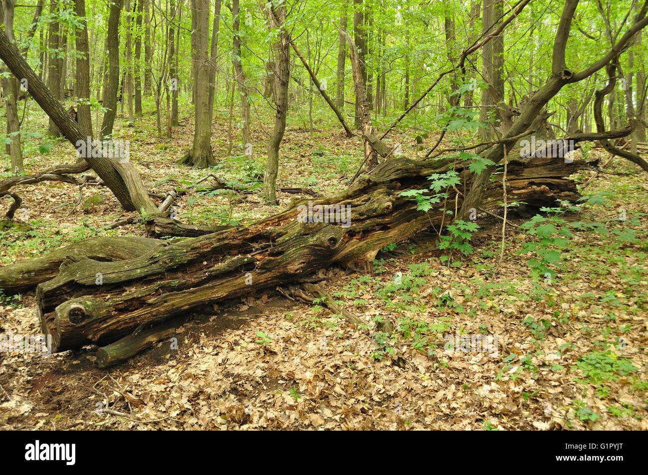 Un vecchio tronco di albero che giace nella foresta verde Foto Stock