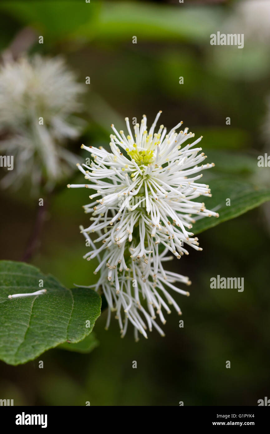 Scovolino come capo della fioritura primaverile di montagna, witchalder Fothergilla grandi 'Huntsman' Foto Stock