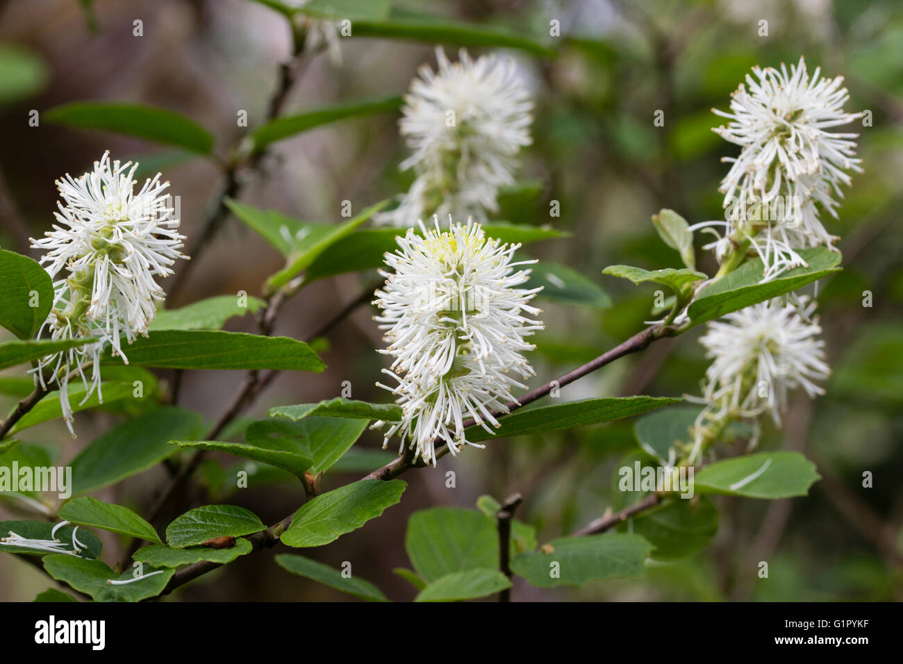 Scovolino come capi della fioritura primaverile di montagna, witchalder Fothergilla grandi 'Huntsman' Foto Stock