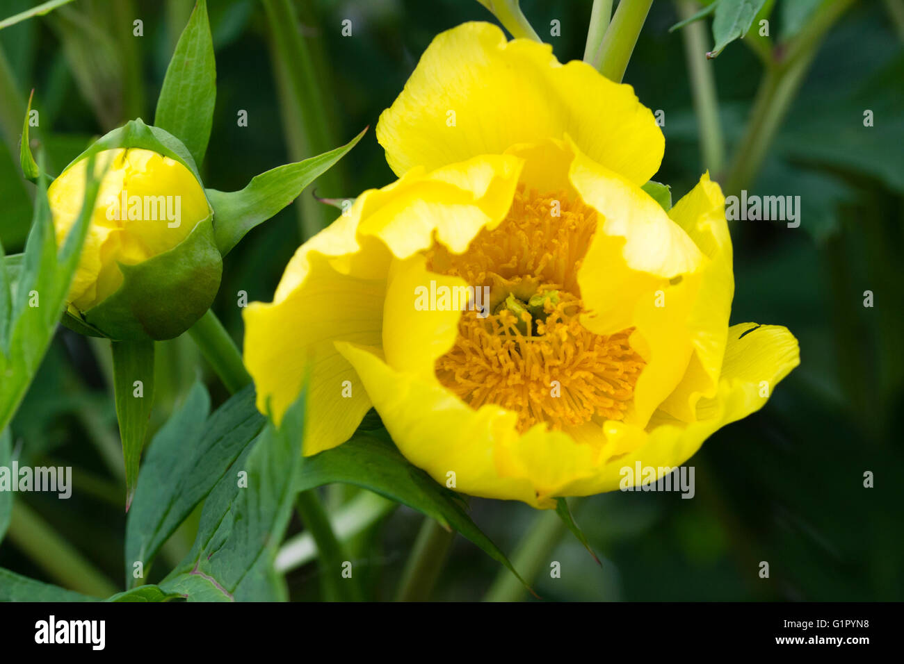 Fiori gialli della struttura architettonica peonia, Paeonia ludlowii Foto Stock