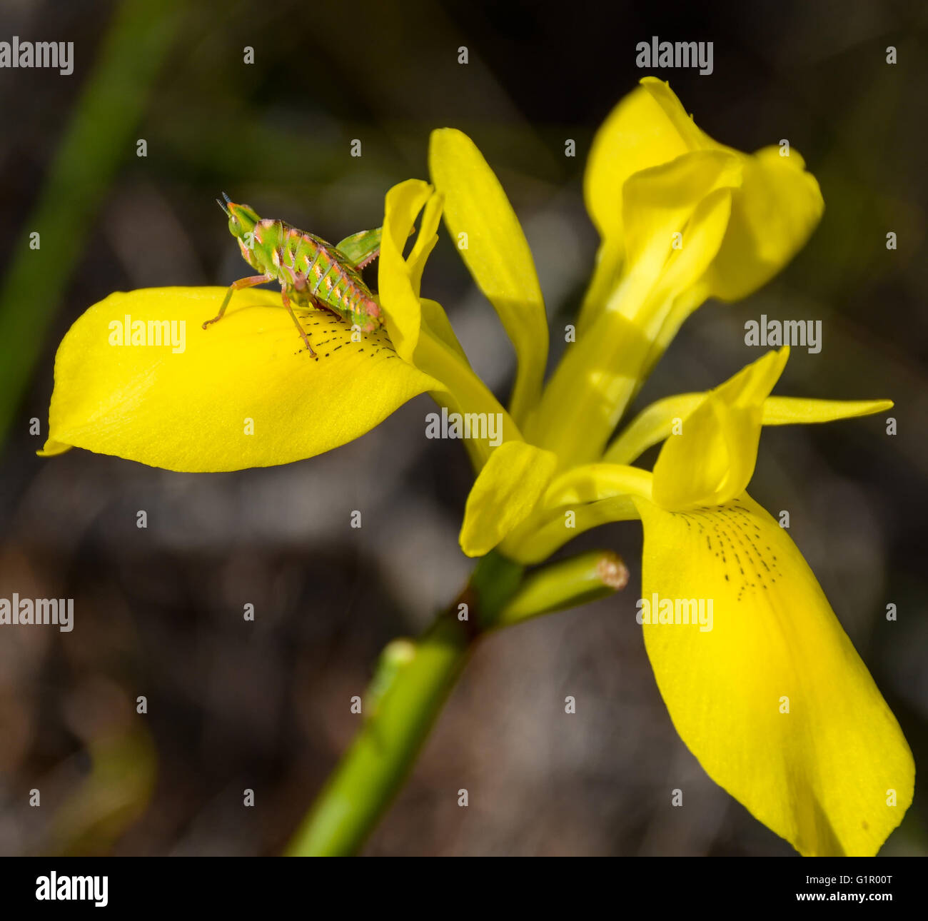 Una boccola Twospur tramoggia Thericleidae Grasshopper su un rush-lasciava Moraea fiore, Sud Africa Foto Stock