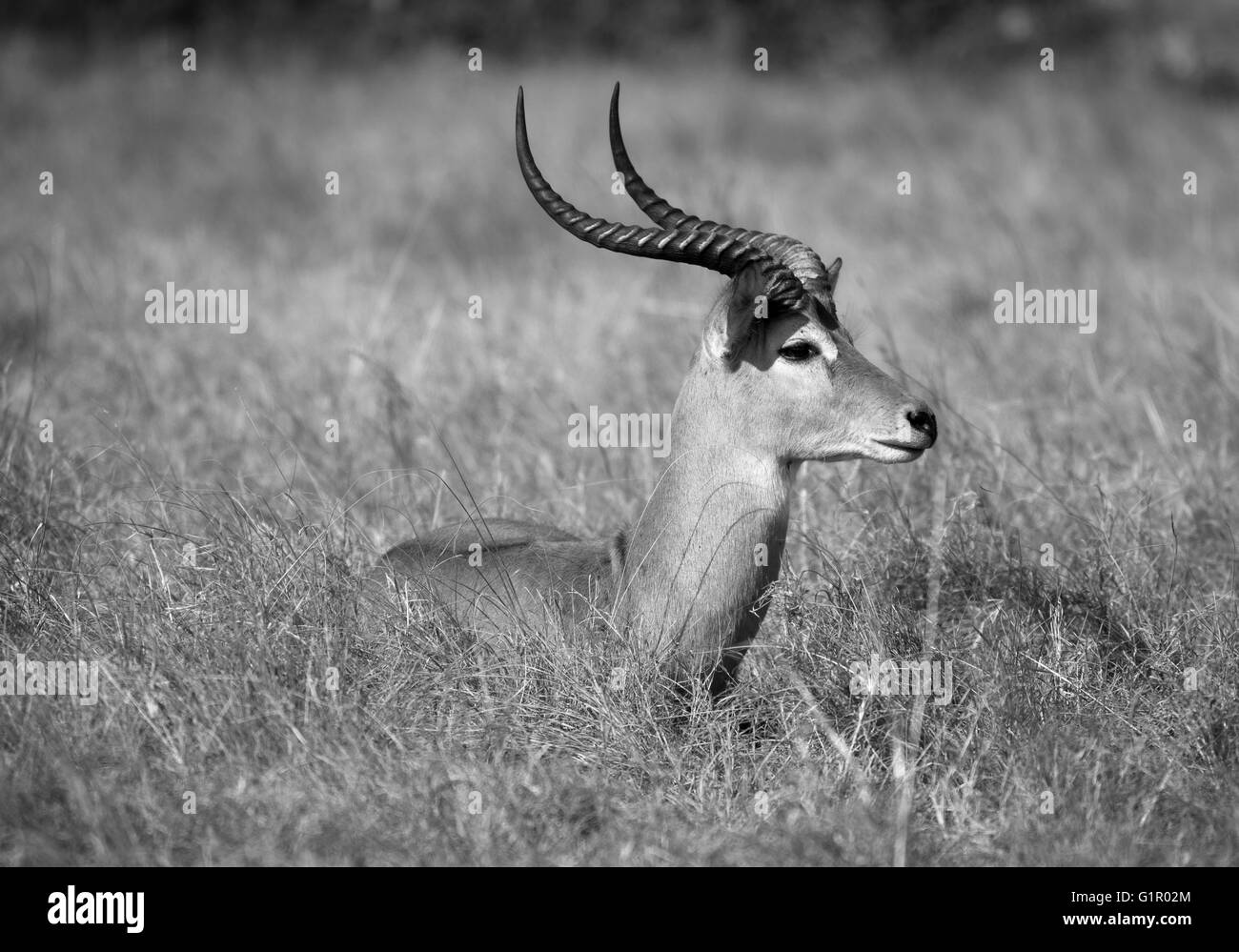 Fotografia di © Jamie Callister. Kob ugandesi pascolare nel Parco Nazionale Queen Elizabeth, Uganda, Africa centrale, Foto Stock