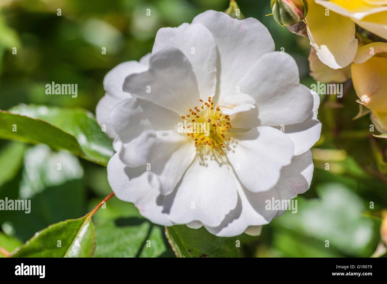 Rosier sauvage blanc Foto Stock