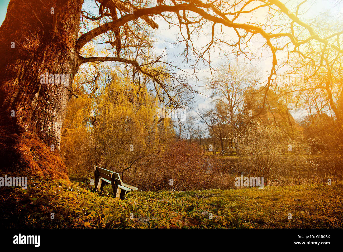 La natura nel vecchio parco all'autunno. Banco solitario nel deserto. La fantasia e il concetto di sogno. Foto Stock