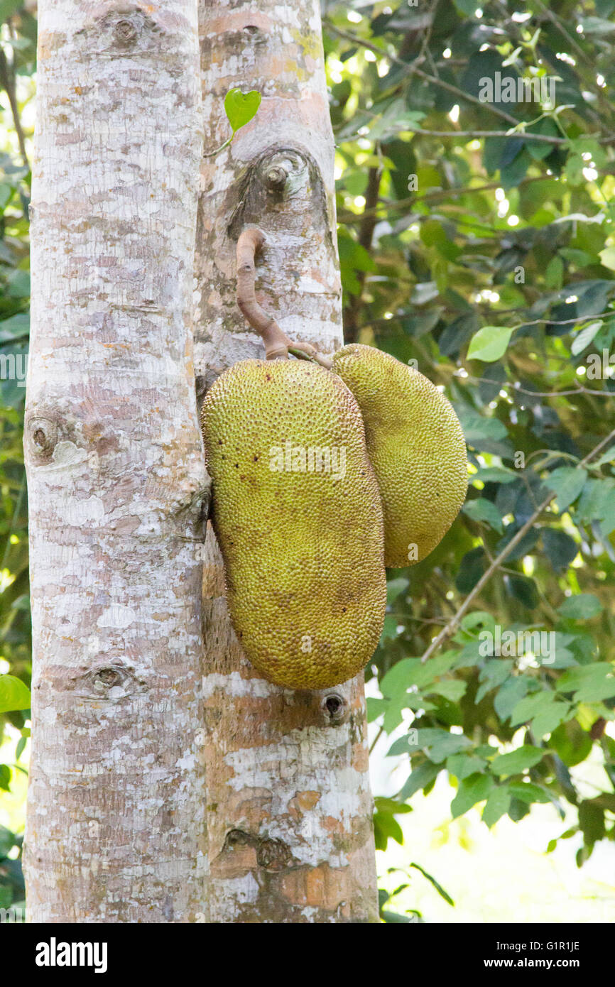 Durian maturi frutti pendenti su albero Foto Stock