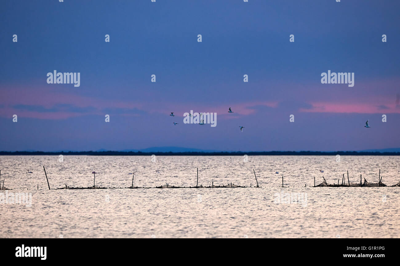 Bellissimo paesaggio marino con volo di uccello, fotografato all'alba in Camargue Foto Stock