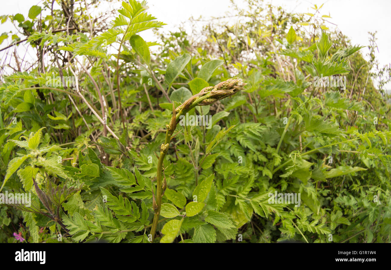 Frugale cibo in primavera estate precoce gli asparagi selvatici difficili  da individuare o vedere crescere tra siepe di piante in Kent Foto stock -  Alamy