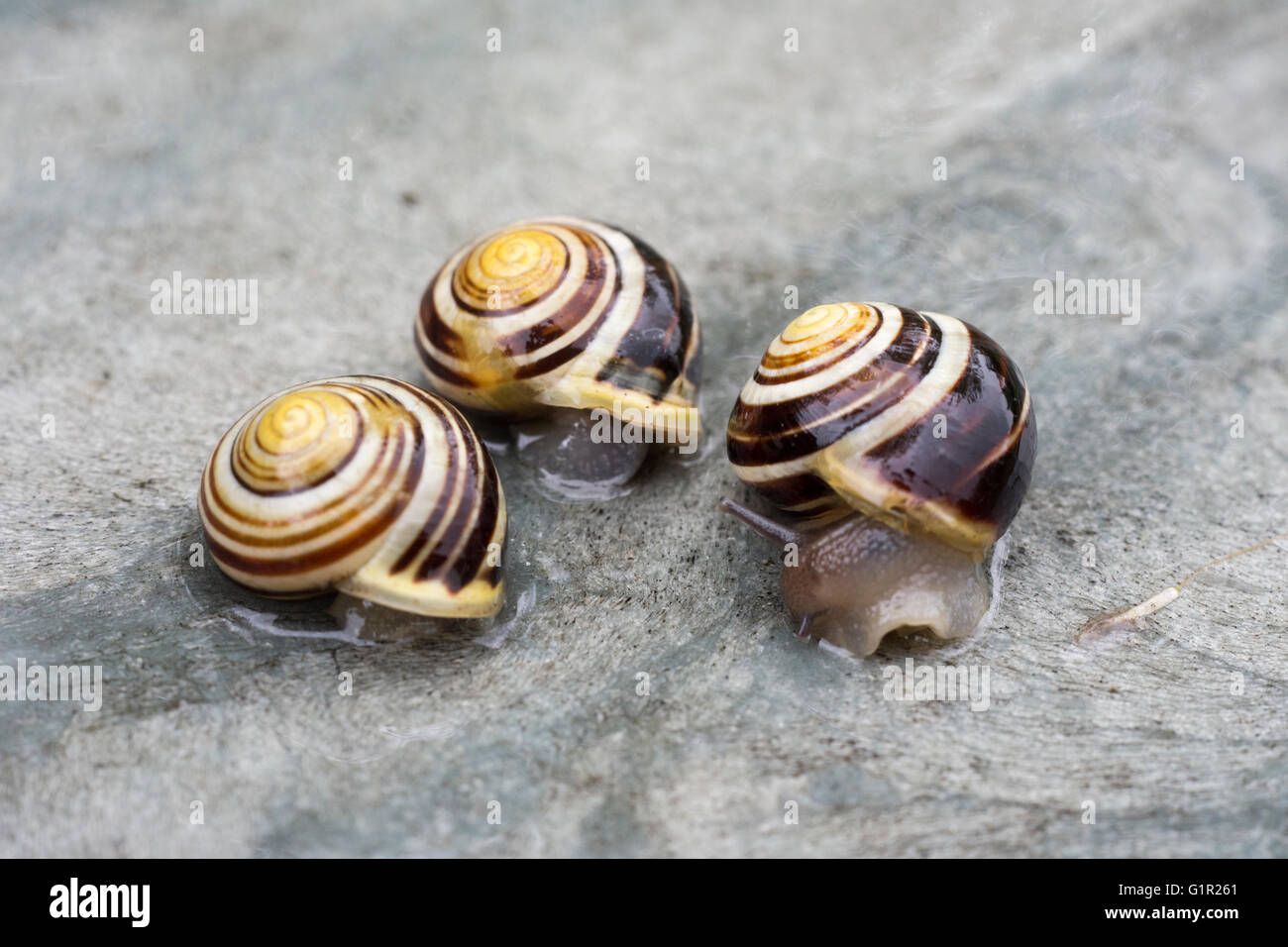 Tre bianchi a labbro lumache (Cepaea nemoralis) sulla superficie bagnata Foto Stock