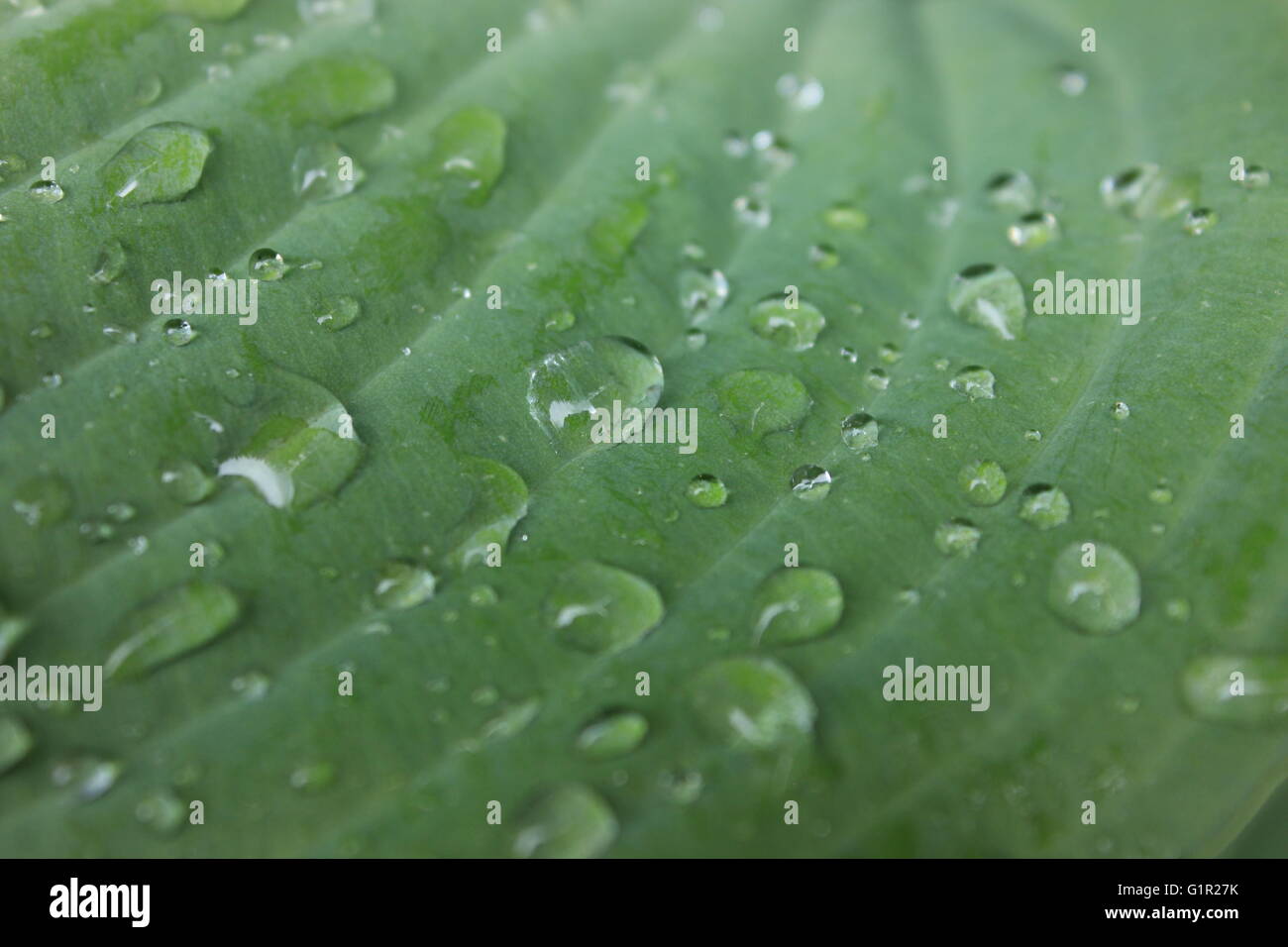 Close up di goccioline di acqua sul fogliame verde Foto Stock
