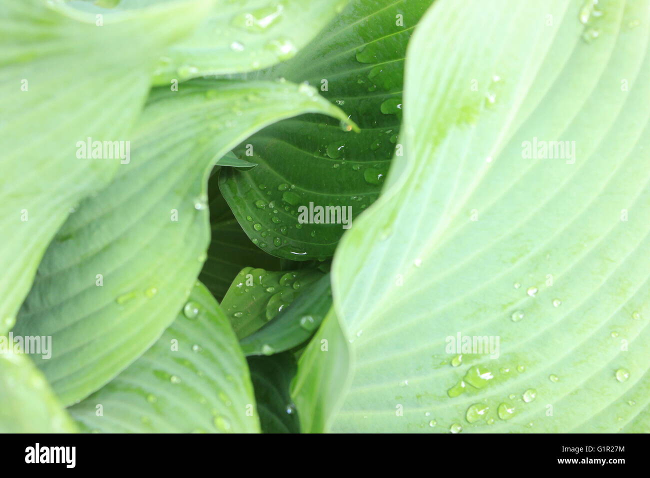 Close up di goccioline di acqua sul fogliame verde Foto Stock