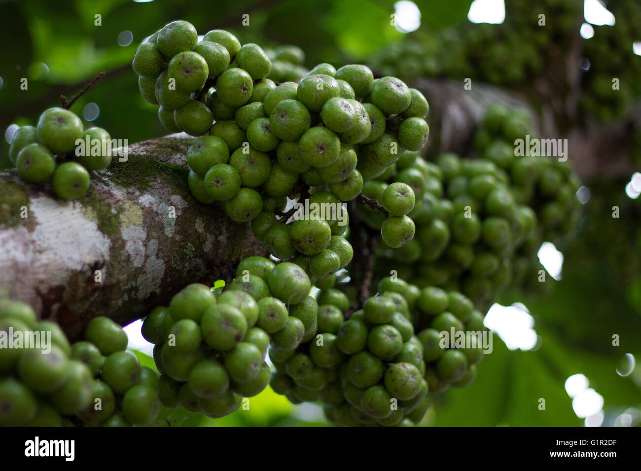 Frutti Tibig Ficus Nota Foto Stock
