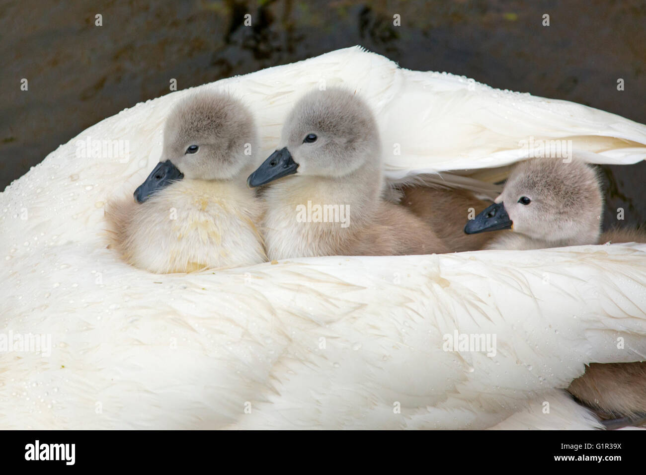 Mute Swan Cygnus olar con una famiglia di cygnet appena nati che cavalcano sul dorso di un adulto Foto Stock