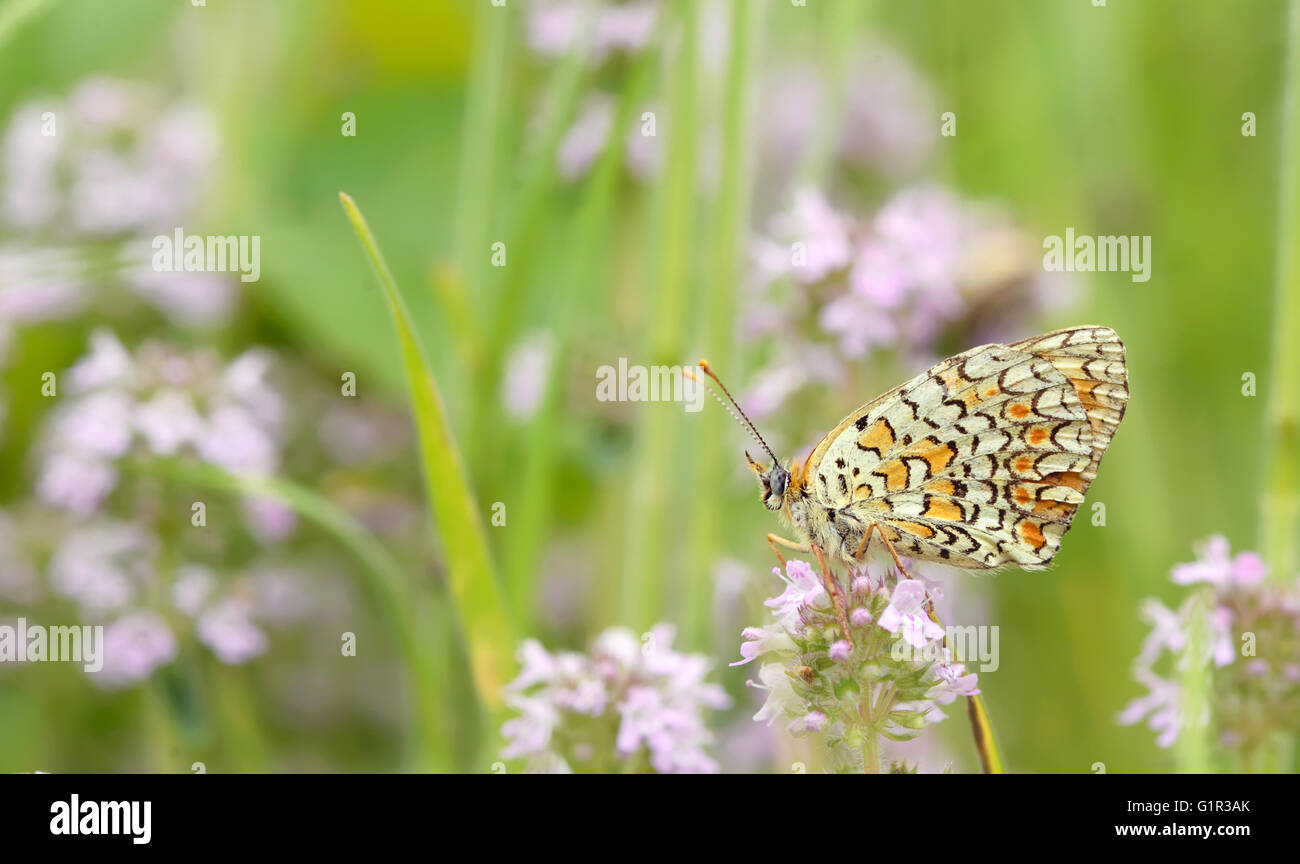 Farfalla monarca in appoggio su di un fiore di colore viola Foto Stock