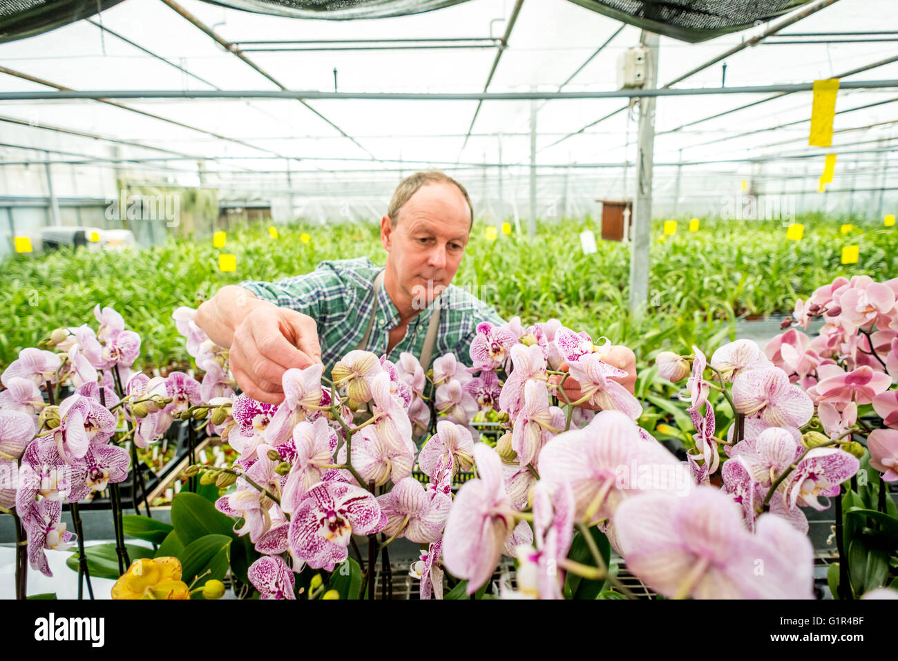 Jim Durrant, da McBeans orchidee in Cooksbridge, nelle vicinanze del Lewes, East Sussex, tenetevi pronti per la prossima settimana al Chelsea Flower Show. Mc Foto Stock