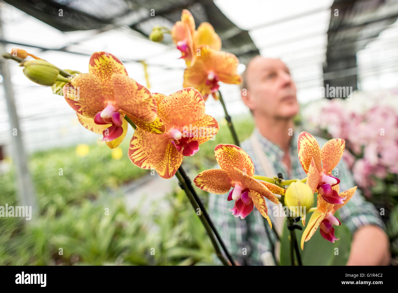 Jim Durrant, da McBeans orchidee in Cooksbridge, nelle vicinanze del Lewes, East Sussex, tenetevi pronti per la prossima settimana al Chelsea Flower Show. Mc Foto Stock