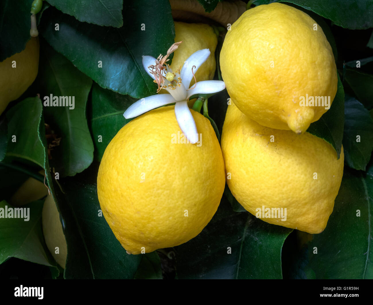 Maturi frutti di limone su un albero con i fiori Foto Stock