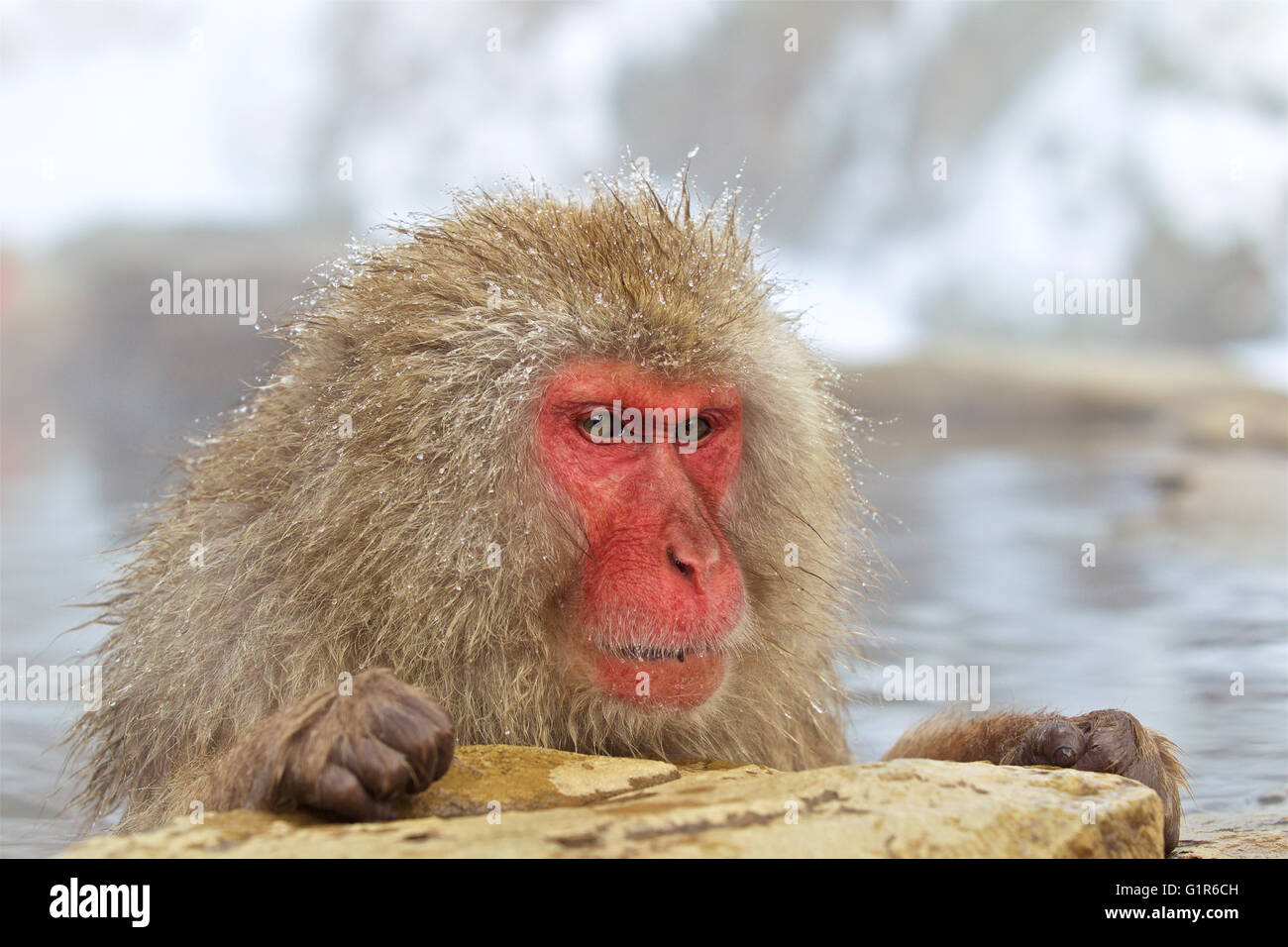 Neve giapponese monkey monkey caldo bagno di vapore scimmie macaco Foto Stock