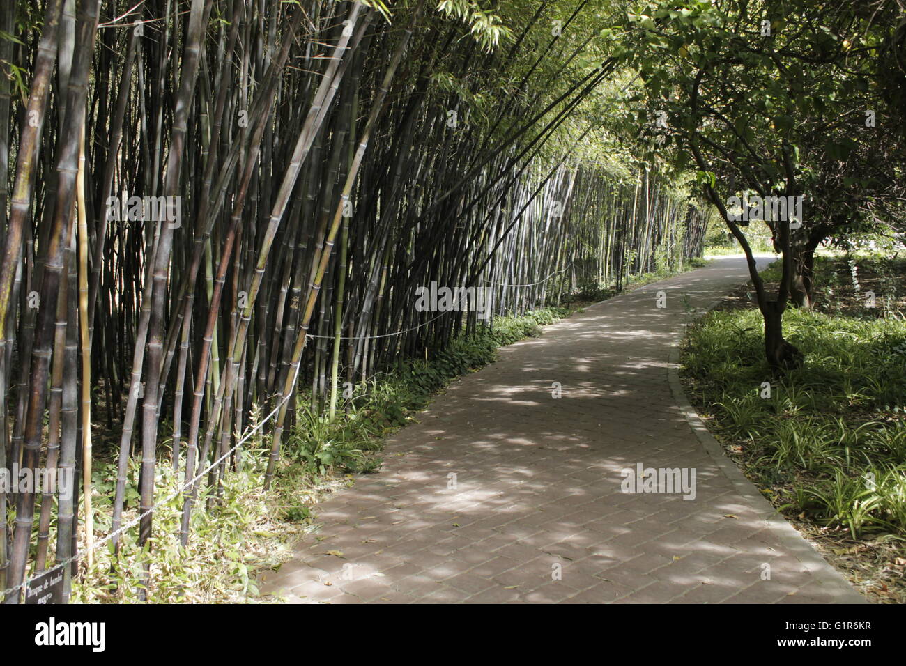 Nero di alberi di bambù. Foto Stock