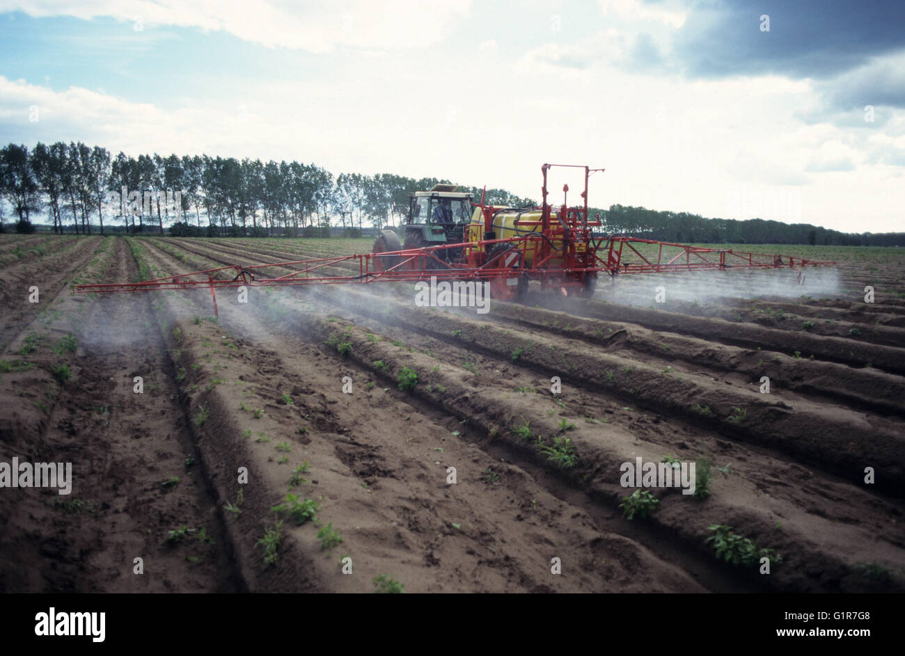 Germania, pesticidi e diserbanti applicazione nel campo aspargarus nel Brandeburgo, trattore Fendt con macchina di spruzzatura Foto Stock