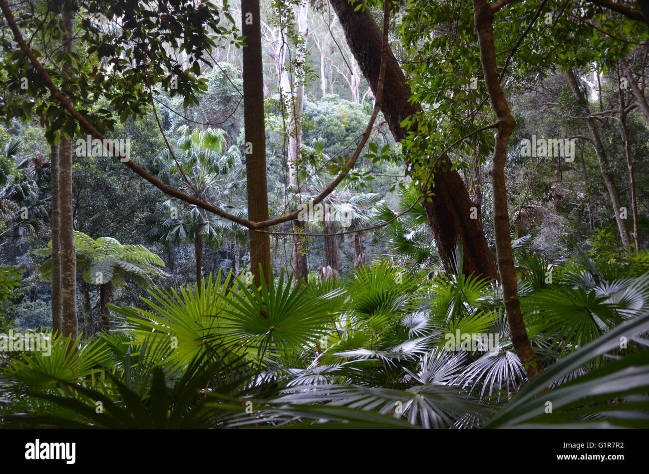 La lussureggiante foresta pluviale scena con alberi, vigne, palme e felci Foto Stock