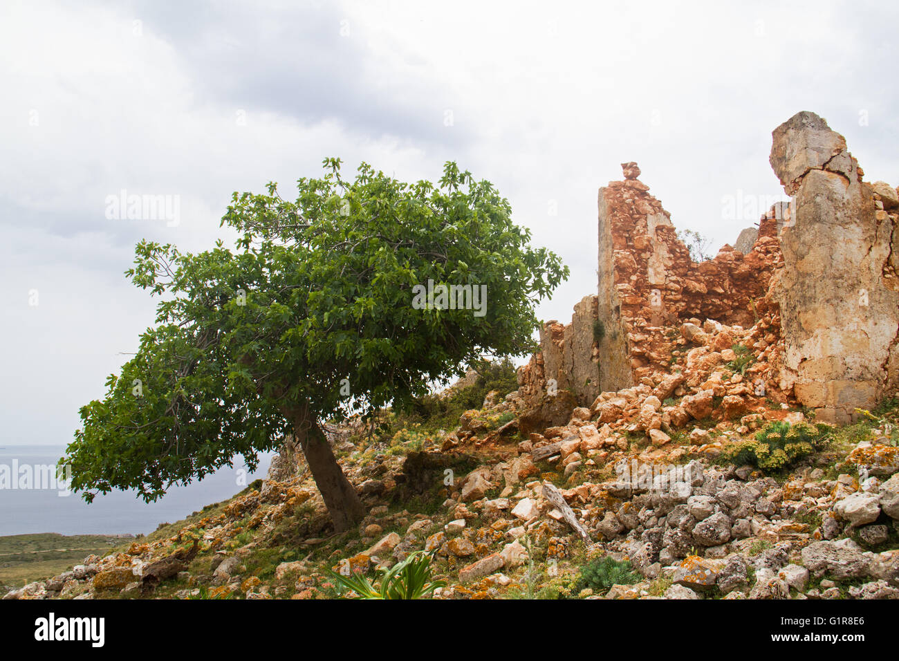 Vecchio comune fig (Ficus carica) e la rovina del vecchio edificio sul Greco isola del Mar Ionio Cefalonia Foto Stock