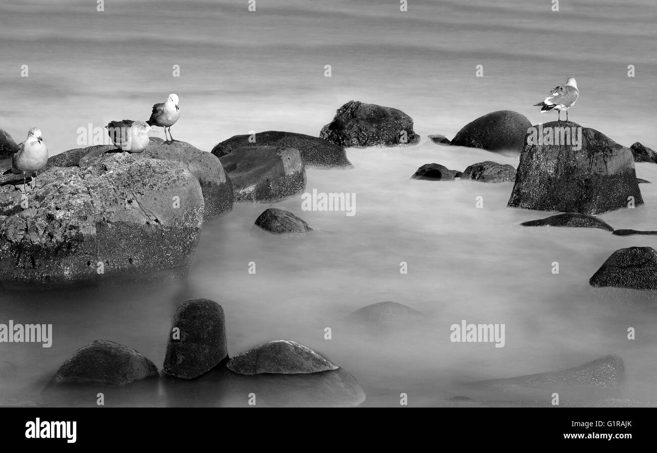 Gli uccelli sulla roccia - uccelli in piedi sulle rocce nell'oceano in bianco e nero Foto Stock Gli uccelli sulla roccia - uccelli in piedi sulle rocce nell'oceano in bianco e nero Foto Stock