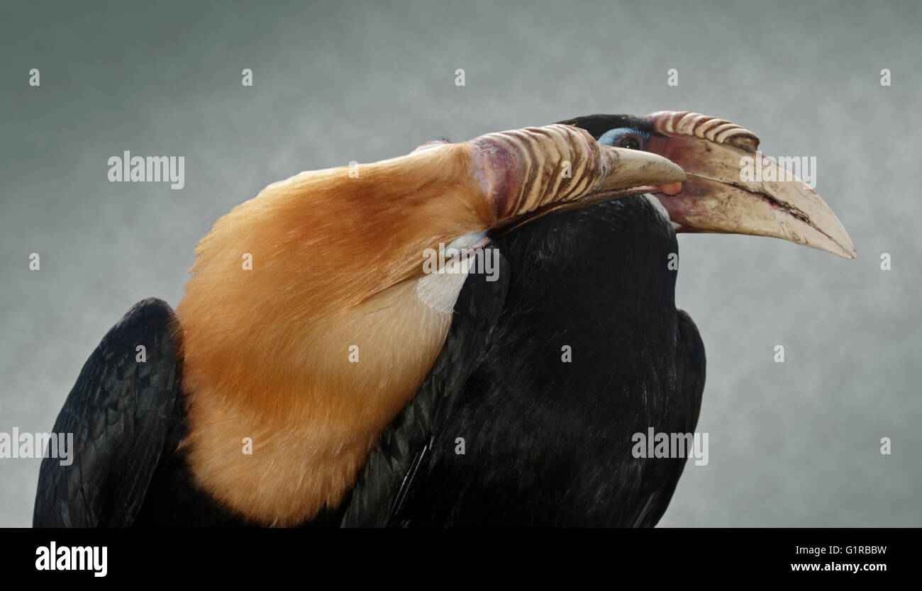 Blyth's Hornbills (aceros plicatus) maschio e femmina Foto Stock