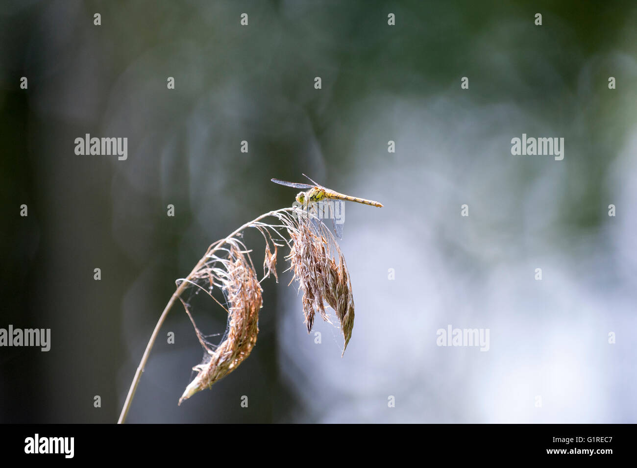 Scarlet Darter (Crocothemis erythraea) dragonfly a riposo Foto Stock