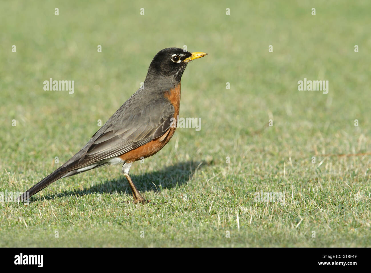 American Robin - Turdus migratorius - maschio adulto Foto Stock