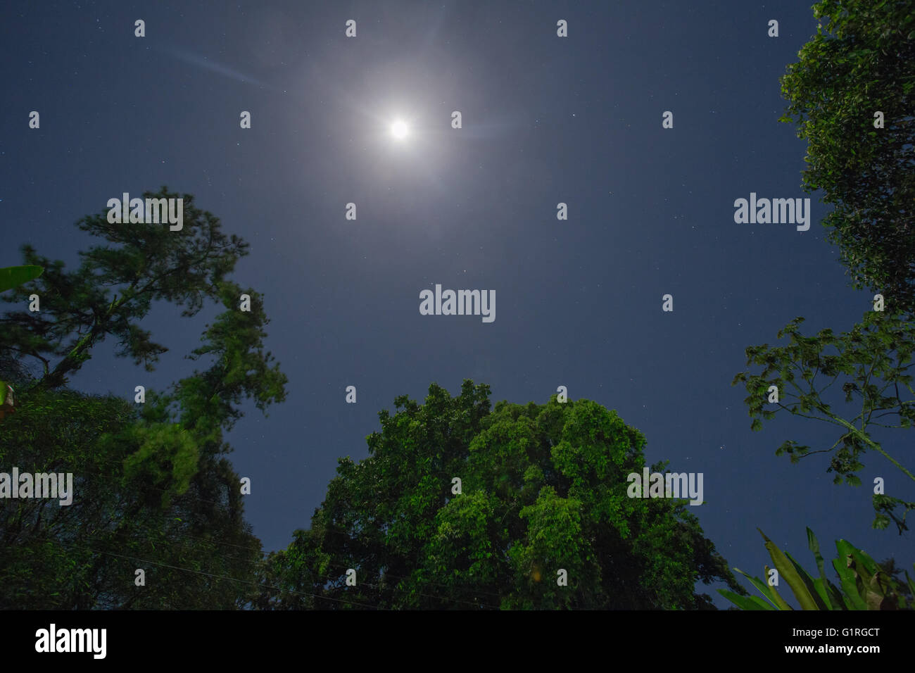 Vista la notte tra la giungla - Harvest Moon paesaggio Foto Stock