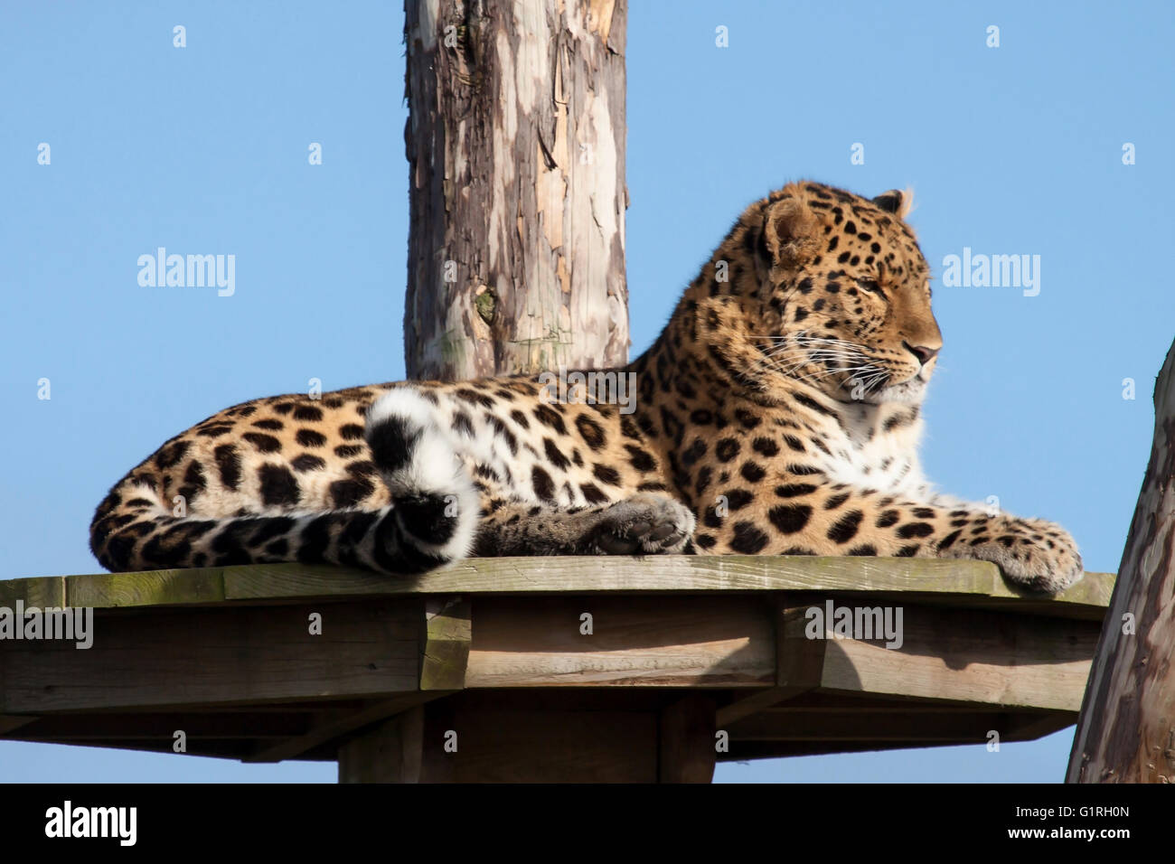 Amur Leopard a Yorkshire Wildlife Park, nello Yorkshire, Inghilterra, Regno Unito Foto Stock