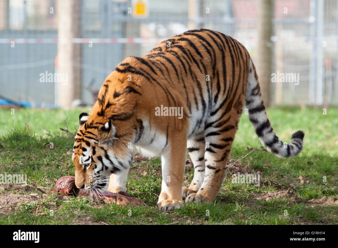 Giovane tigre di Amur a Yorkshire Wildlife Park, Yorkshire Foto Stock
